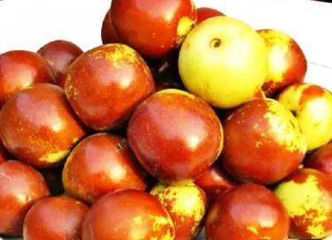 黃驊冬棗:滄州黃驊特產(chǎn)紅棗,國家地理標志產(chǎn)品,黃驊產(chǎn)地寶-黃驊冬棗(4)