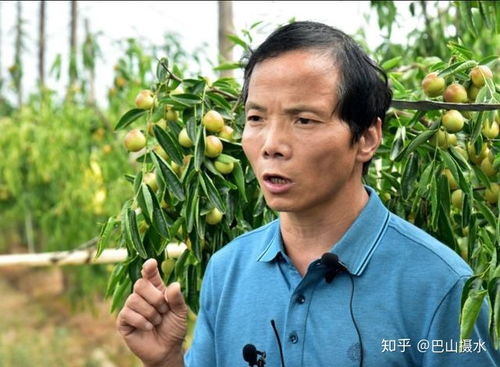 棗 想約你 冬棗分選線推動(dòng)產(chǎn)品標(biāo)準(zhǔn)化升級(jí)