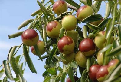 豐收時(shí)節(jié) 棗香滿園——滄州2019中國(guó)農(nóng)民豐收節(jié)暨黃驊冬棗節(jié)即將盛大開幕