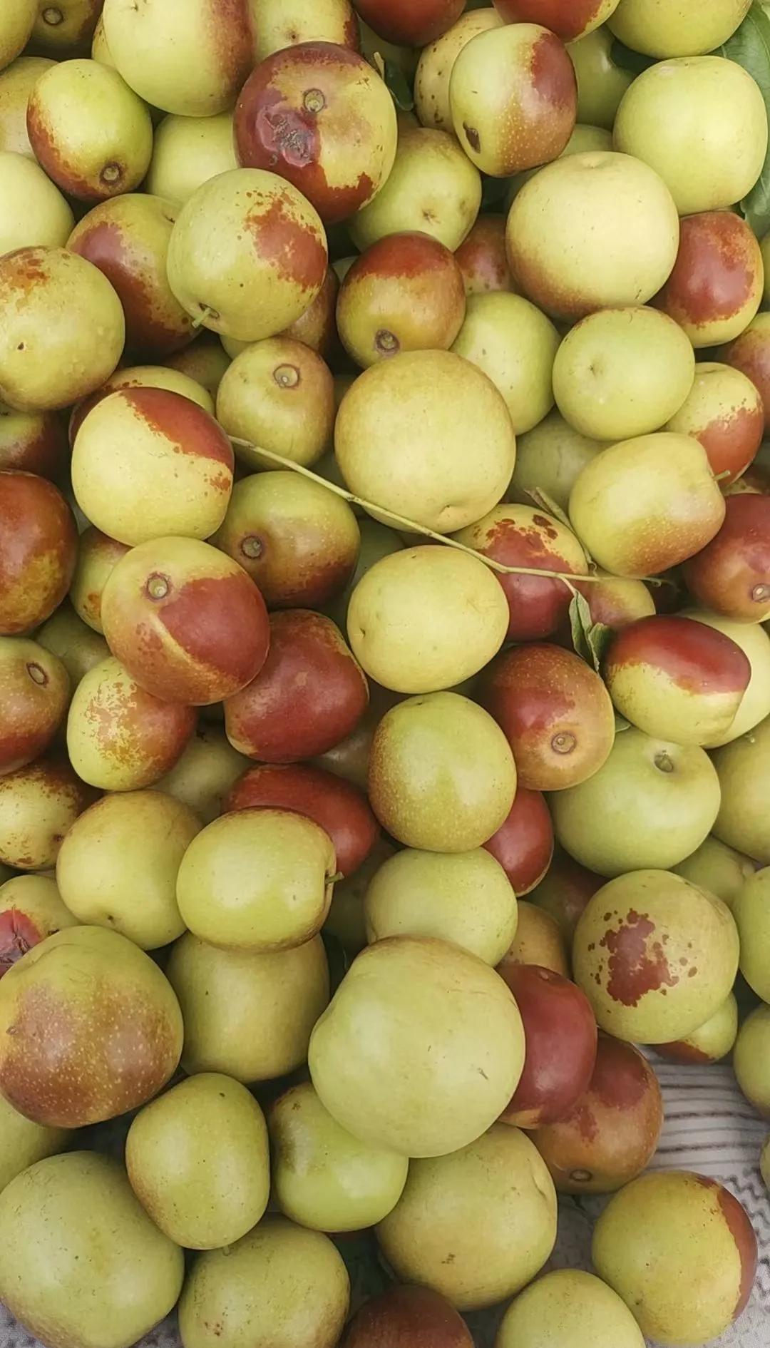 咬一口就上頭！黃驊冬棗甜到心坎里