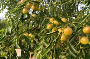 黃驊三娘冬棗采摘園全攻略 門票、地址、游玩指南及圖片分享