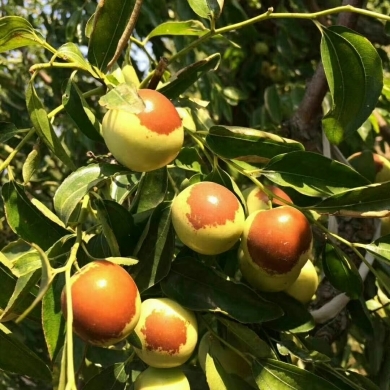 黃驊冬棗 冬季碩果，香甜滿園