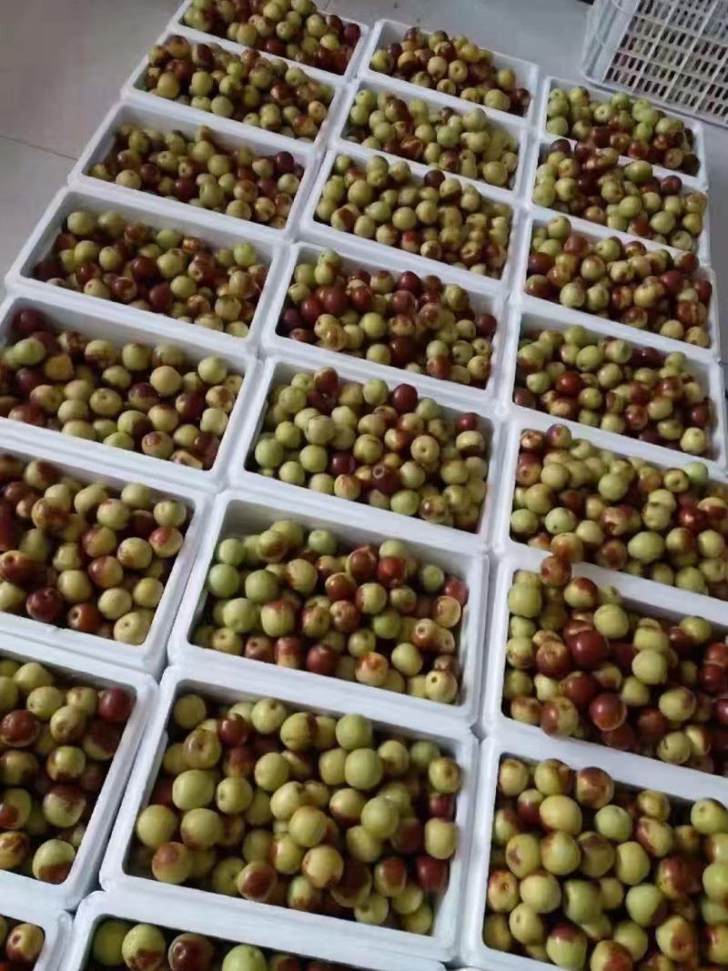 黃驊冬棗批發(fā)指南 河北滄州特色鮮棗的市場機(jī)遇