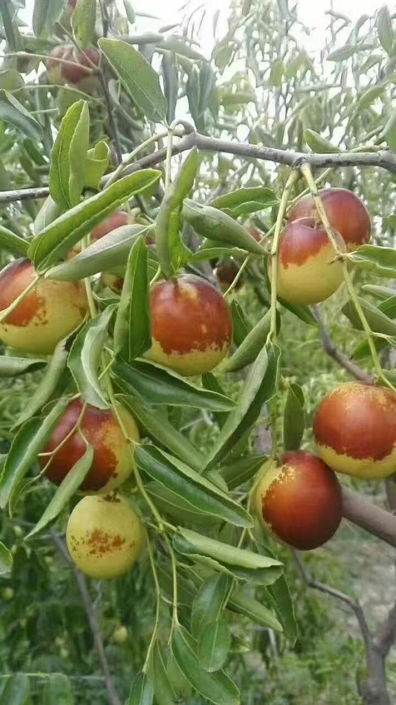 滄州黃驊冬棗 一口咬下，滿嘴的清甜與實(shí)力