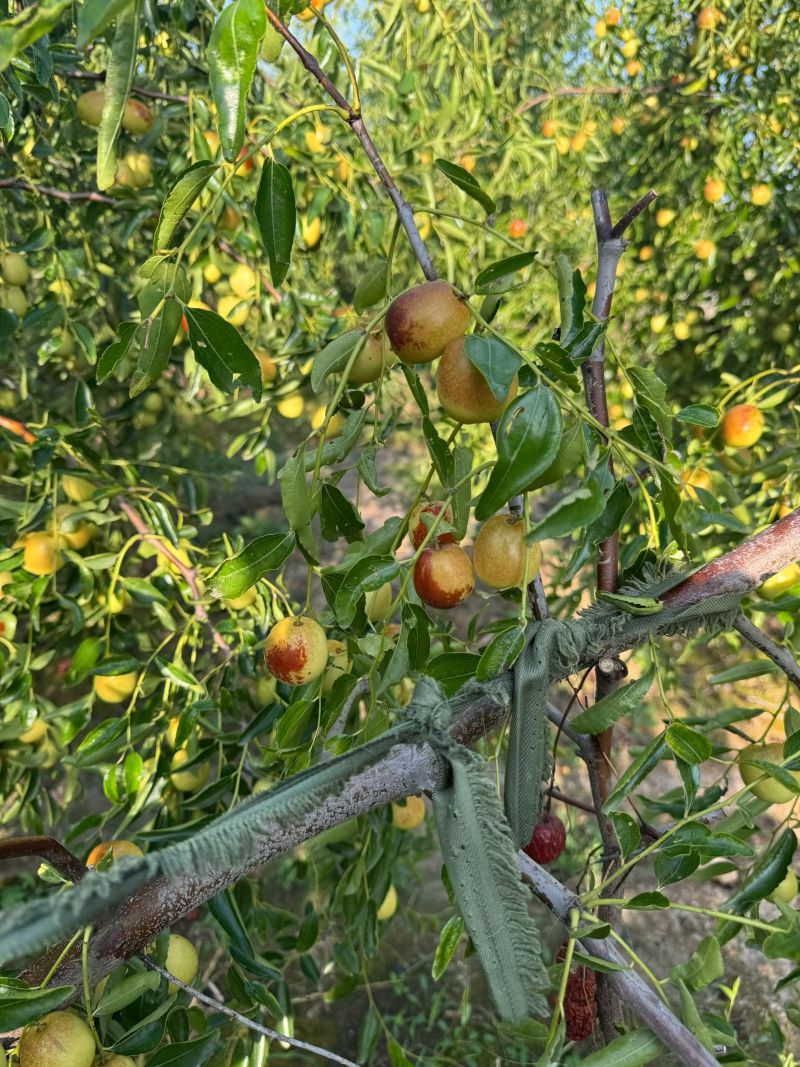 黃驊冬棗 河北滄州的“金疙瘩”，品質(zhì)與實(shí)惠的完美結(jié)合