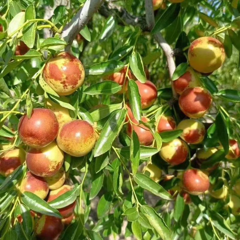 河北黃驊冬棗 雨前珍品，質(zhì)優(yōu)價(jià)美，批發(fā)首選
