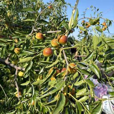 黃驊冬棗 個(gè)大皮薄，脆甜沁心的北方珍果